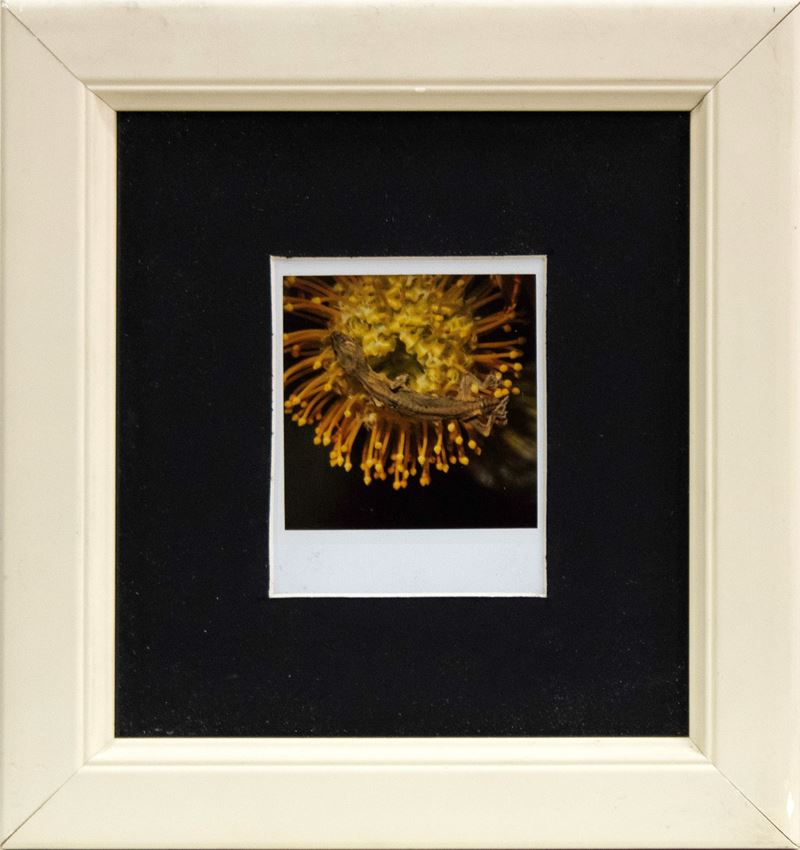 Nobuyoshi Araki : Flower, Yamorinski, bondage 2006  (2006)  - polaroid - Asta Affordable Auction - Arte Investimenti - investire con arte